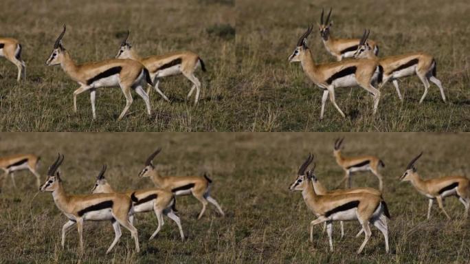 在非洲大草原上行走的两名跳羚雄性的慢动作特写视图