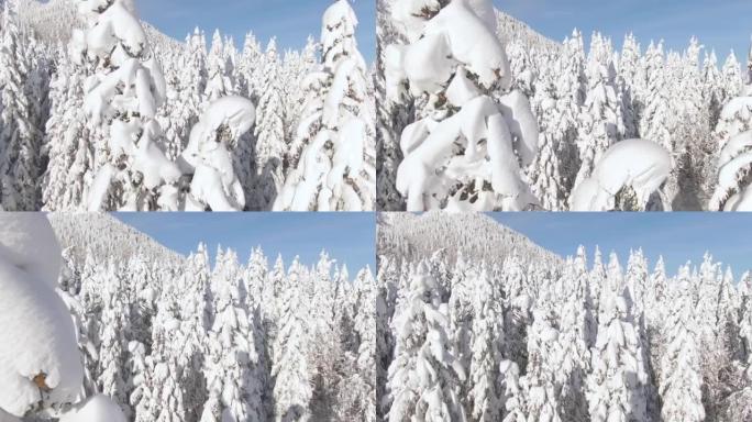 无人机: 在朱利安阿尔卑斯山森林的白雪覆盖的松树之间飞行。