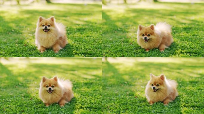 最可爱的小博美犬在草坪上休息，看着相机，执行命令坐下。顶级犬种标本显示了它的聪明，可爱和蓬松的美丽。