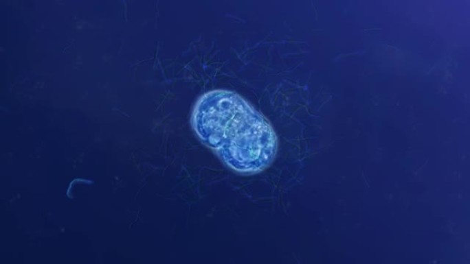 细菌细胞有丝分裂