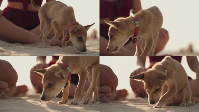小狗在沙滩上玩耍小狗