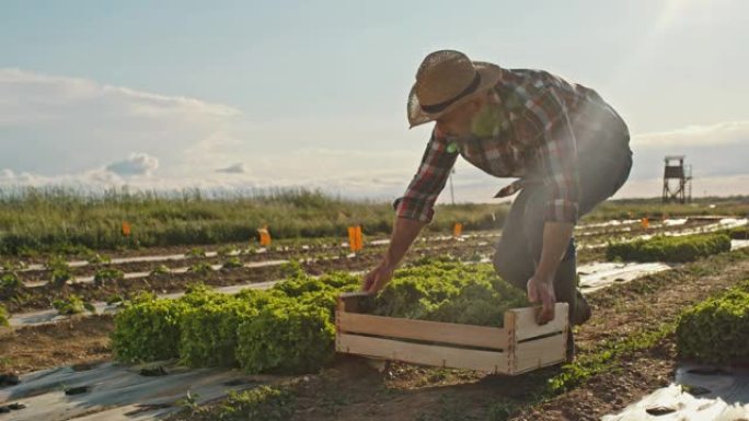 日落时分，SLO MO Farmer在田间收获生菜