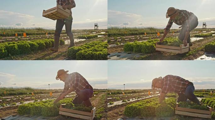 日落时分，SLO MO Farmer在田间收获生菜