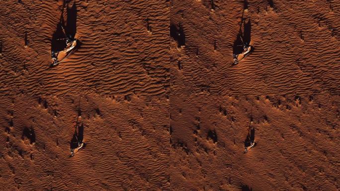 在纳米布沙漠中，由于极端干旱和气候变化条件而死亡的羚羊 (Gemsbok) 的尸体的空中缩小视图