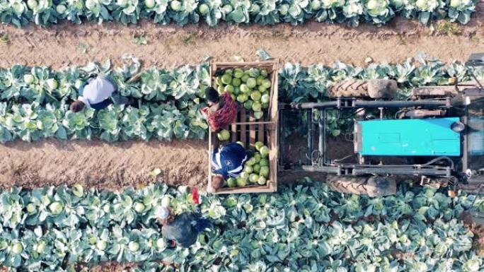农民正在用卷心菜装载拖拉机箱
