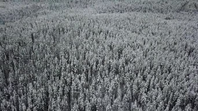 雪中的冬季森林鸟瞰航拍寒冷
