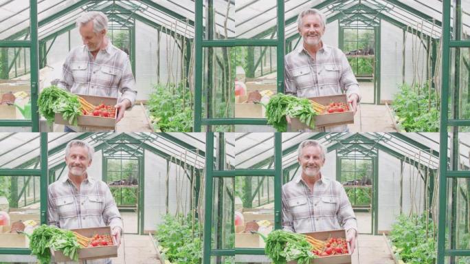 骄傲微笑的老人在温室里拿着一盒自家种植的蔬菜的肖像