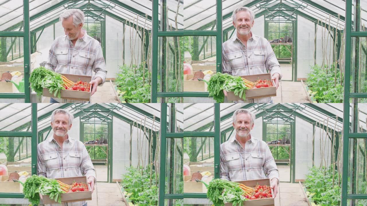 骄傲微笑的老人在温室里拿着一盒自家种植的蔬菜的肖像