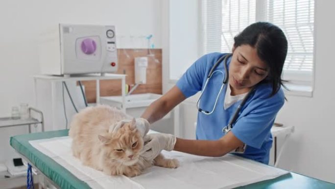 兽医在诊所检查家猫