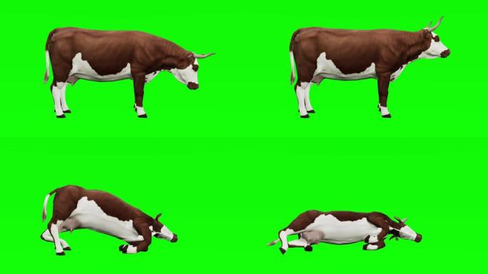 绿屏上垂死的母牛。动物的概念，野生动物，游戏，返校，3d动画，短视频，电影，卡通，有机，色键，人物动