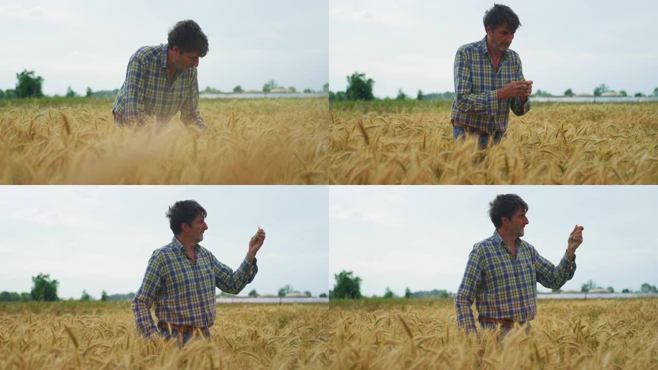 真实拍摄的成熟的男性农民，是控制小麦作物穗的质量在粮食田用于生物生态的天然谷物种植和有机栽培