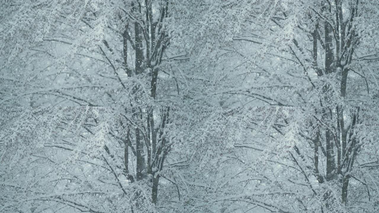 特写: 微小的雪花落在风景如画的公园里光秃秃的树冠上