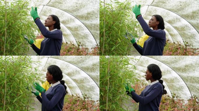 在温室植物苗圃工作的非洲妇女
