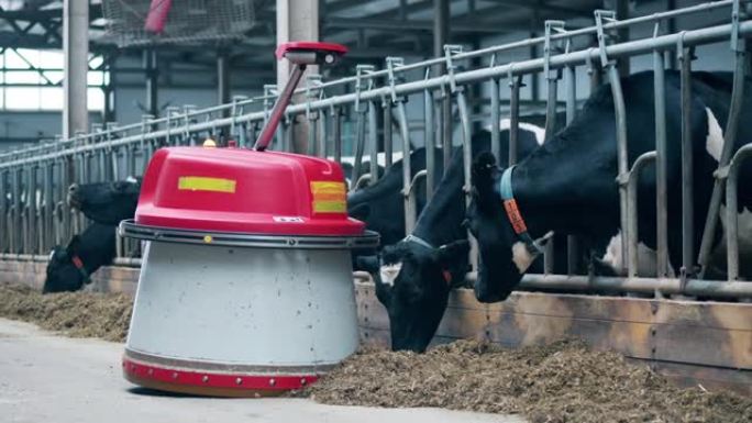 带有自动饲料推进器的农场奶牛经过它们