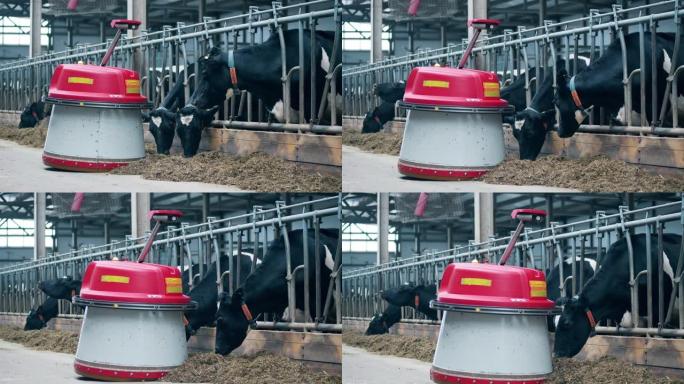 带有自动饲料推进器的农场奶牛经过它们
