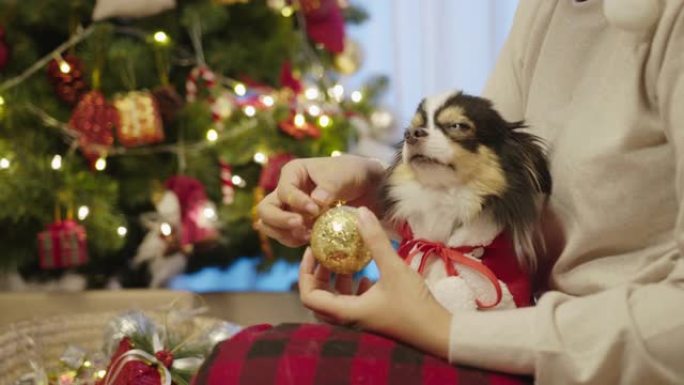 小狗奇瓦瓦狗穿着圣诞服装坐在房子里的主人腿上装饰圣诞树和灯光在家为新年派对做准备。