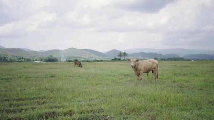 亚洲绿草露天农场上的牛
