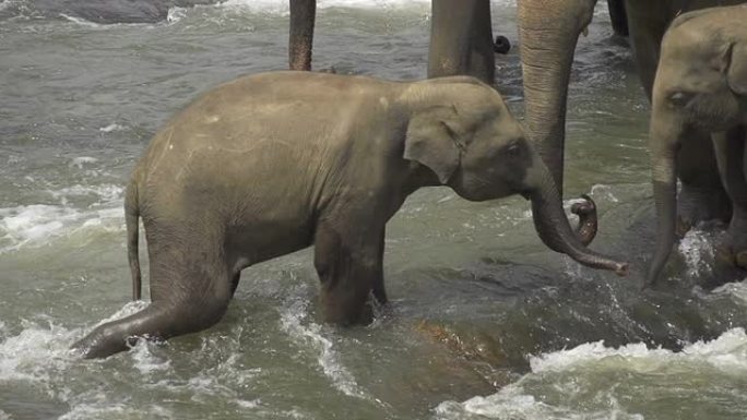 慢动作: 河中的大象家族