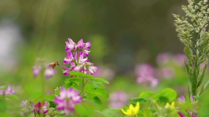 春天花上的蜜蜂