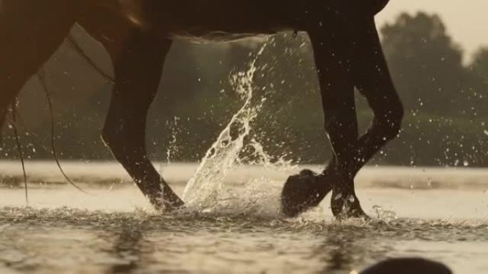 镜头耀斑，特写: 日出时棕色种马穿过清爽的溪流。