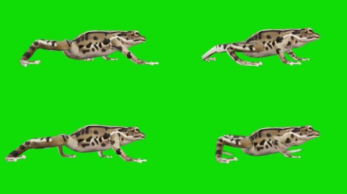 绿色屏幕上的青蛙。动物的概念，野生动物，游戏，返校，3d动画，短视频，电影，卡通，有机，色键，人物动