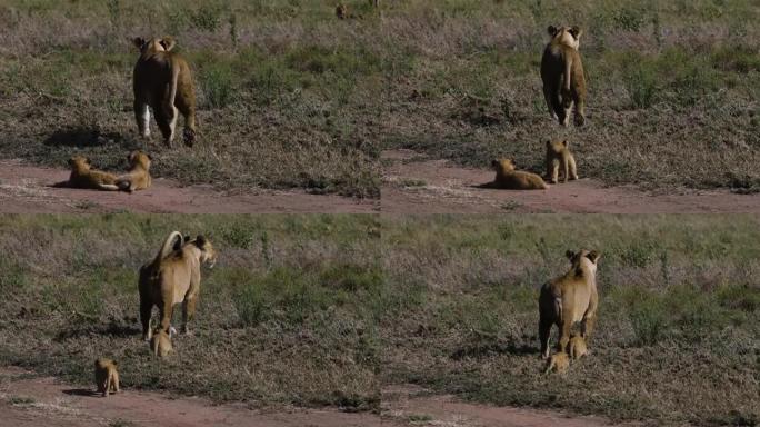 特写后视母狮行走和两只非常可爱的幼崽在非洲萨凡纳草原跟随她的脚