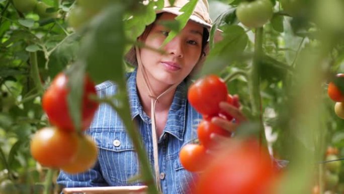年轻的企业主在番茄农场检查她的生产力