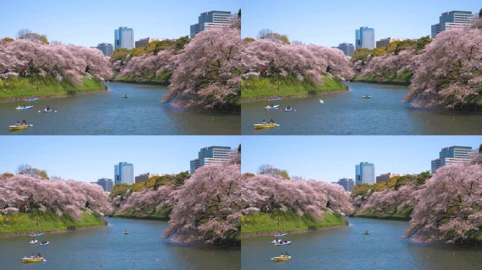 樱花花瓣落在日本东京的Chidorigafuchi公园公园