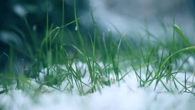 草地上的积雪励志小草寒冷
