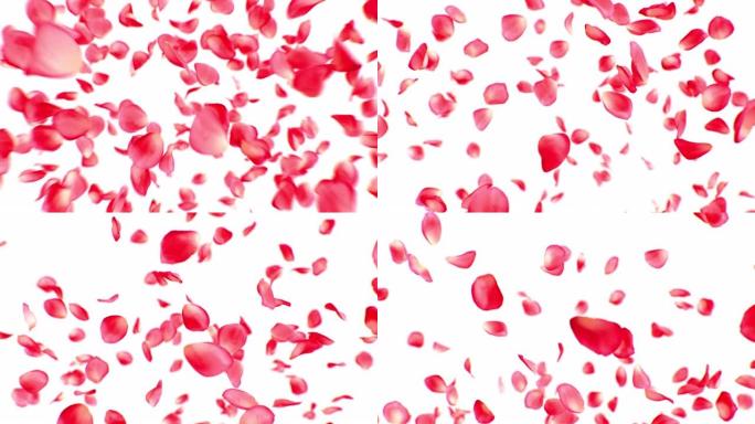 美丽的玫瑰花瓣爆炸特写。一个红色的花瓣掉下来，缓慢地爆炸成许多花瓣。粉红春天绽放3d动画。自然与浪漫