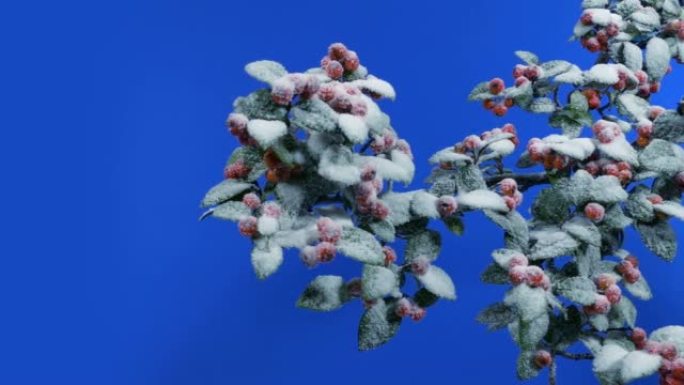 积雪覆盖的浆果灌木移动镜头蓝屏