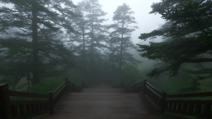 雾森林风光风景风景区清晨山雾