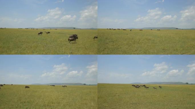 空中: 在非洲奔跑的牛羚