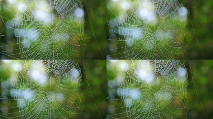 自然界中的蜘蛛网自然界中的蜘蛛网