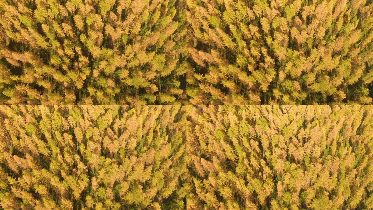 空中: 覆盖乡村的秋天彩色树梢的电影镜头。