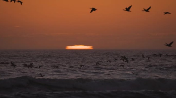 壮观的日落景色，一大群的Cape cormorant在慢动作中飞越大西洋