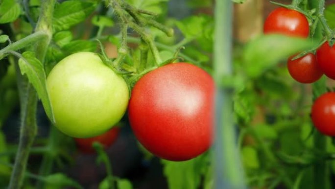成熟的红色和未成熟的绿色番茄-不同阶段的概念