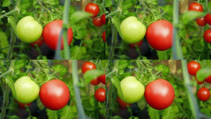 成熟的红色和未成熟的绿色番茄-不同阶段的概念