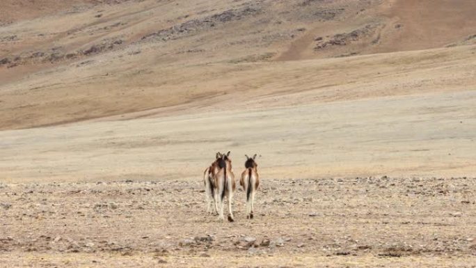 一群藏野驴在青藏高原上游行走