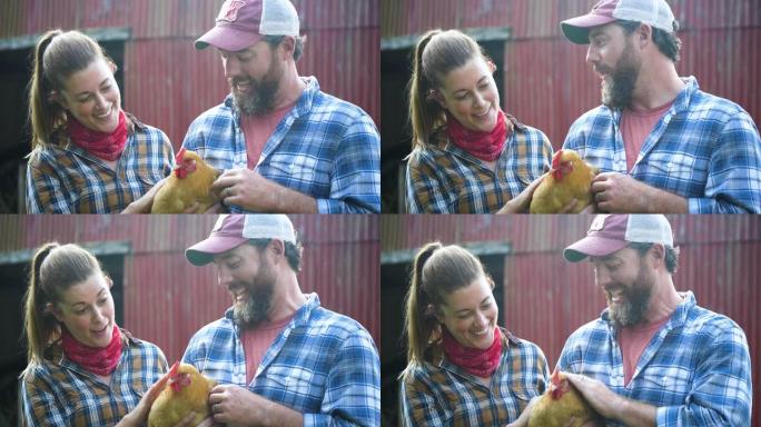 夫妇在红色谷仓前的农场里养鸡