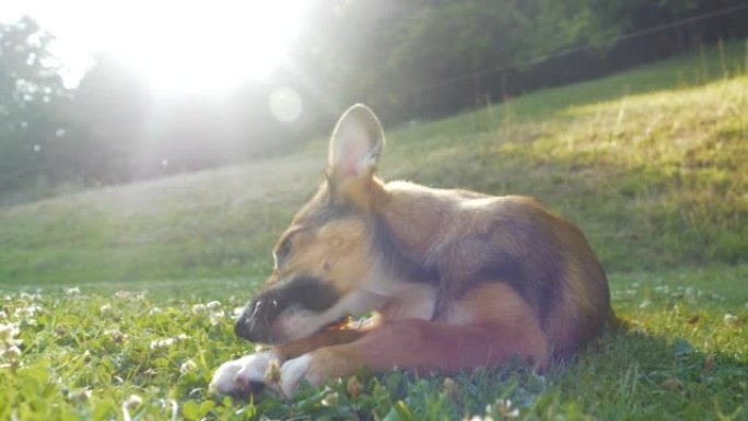 特写: 可爱的小狗背光着金色的阳光，喜欢咀嚼他的零食