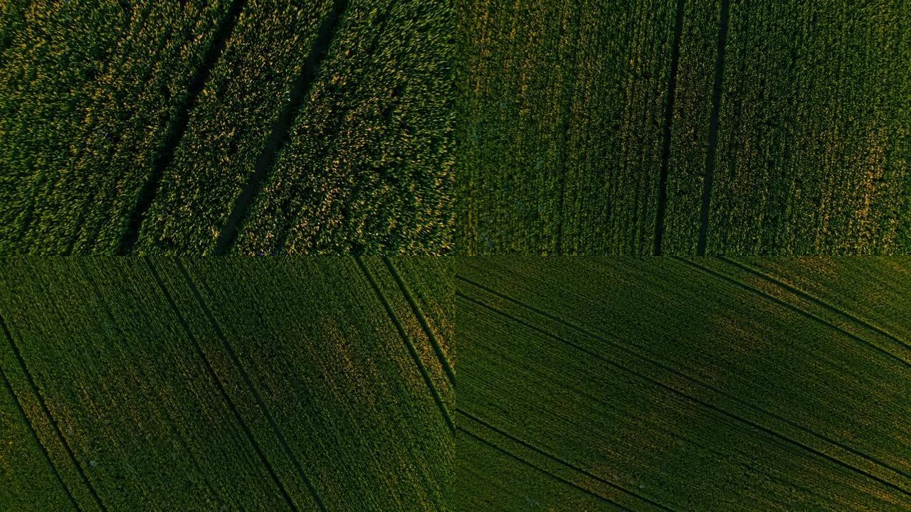 青小麦的空中轮轨小麦农场农田