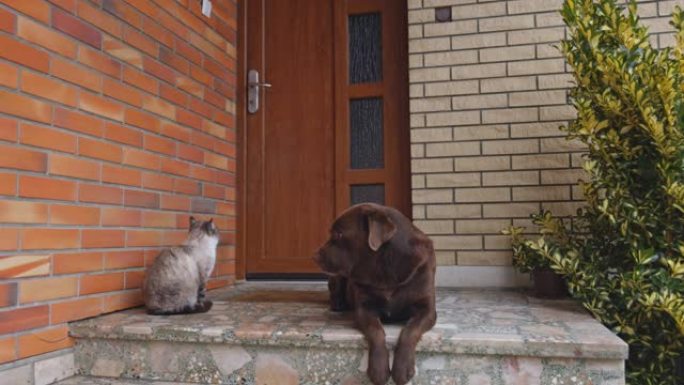 WS狗和一只猫在门口