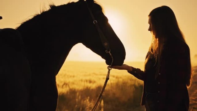 SLO MO女人在日落时沿着麦田喂马