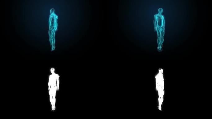 旋转人体肌肉系统，蓝色x射线光。4k动画。