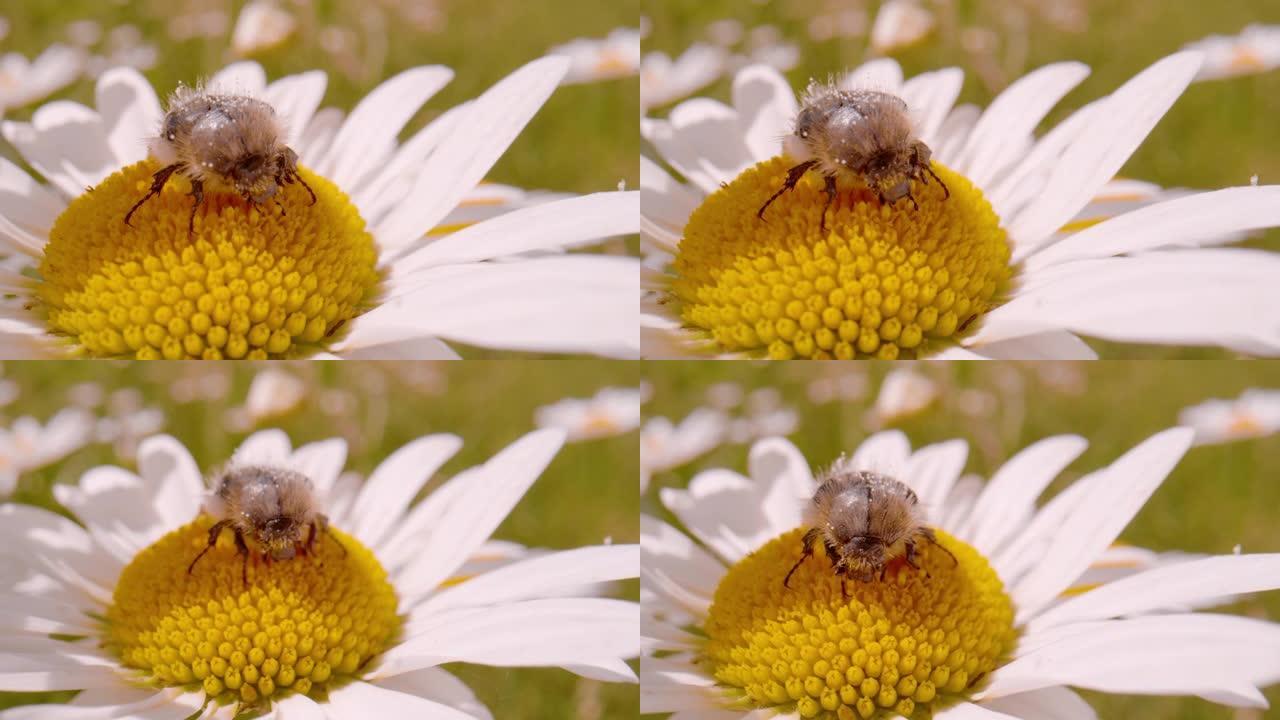 宏观，dop: 小地毯甲虫以牛眼雏菊野花的花粉为食
