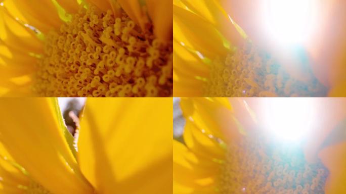 宏观，dop: 阳光透过美丽的黄色向日葵的花瓣窥视