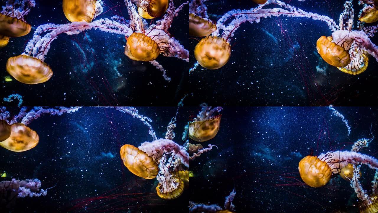 棕色水母海蜇水母游泳特写视频素材