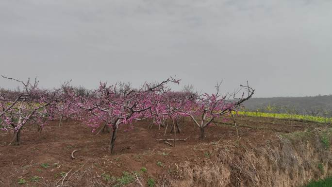 桃花和油菜花