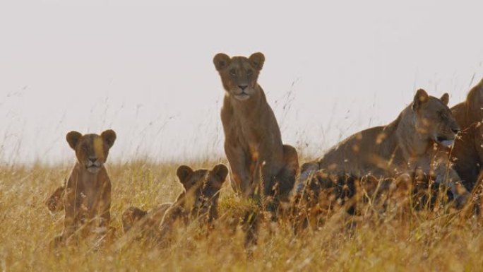 狮子的骄傲坐在阳光明媚的野生动物保护区的土墩上休息